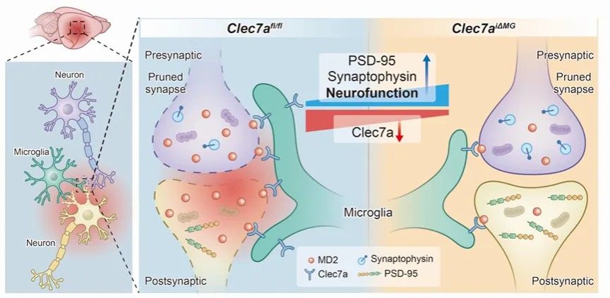 太阳成集团熊利泽团队Advanced Science发文：小胶质细胞Clec7a介导突触丢失加剧缺血性脑卒中神经功能受损